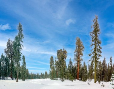 karda kışın eski büyük doğal sekoya ağaçları