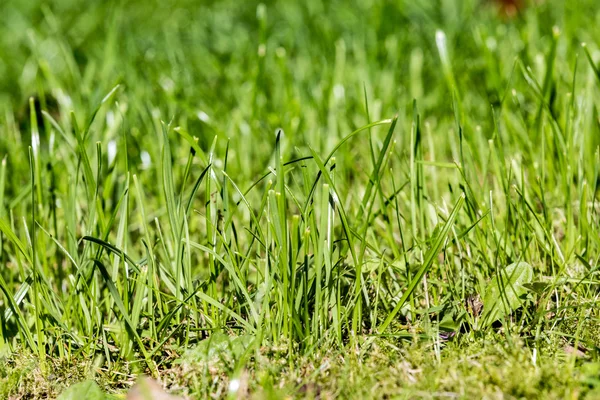 Detalhe da grama verde — Fotografia de Stock