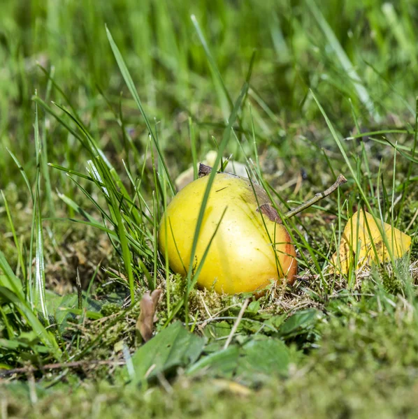 Windfall apple in the green grass — Stock Photo, Image