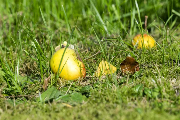 Oväntade apple i det gröna gräset — Stockfoto