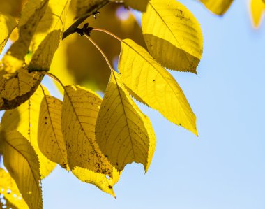 Harmonik sonbahar renkleri mavi gökyüzü altında kiraz ağacı yaprakları