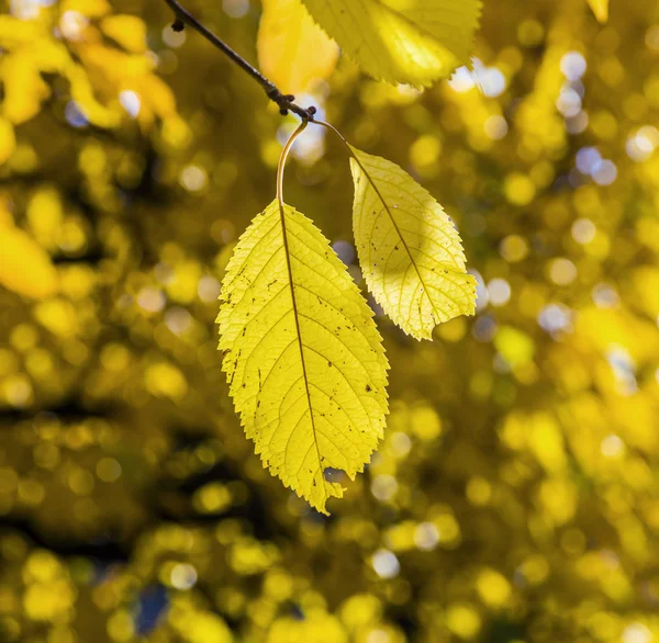 Wiśniowe drzewo pozostawia pod błękitne niebo w harmoniczne jesienne kolory — Zdjęcie stockowe