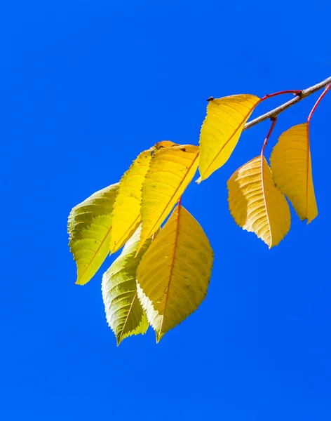 Hojas de cerezo bajo el cielo azul en colores armónicos de otoño —  Fotos de Stock