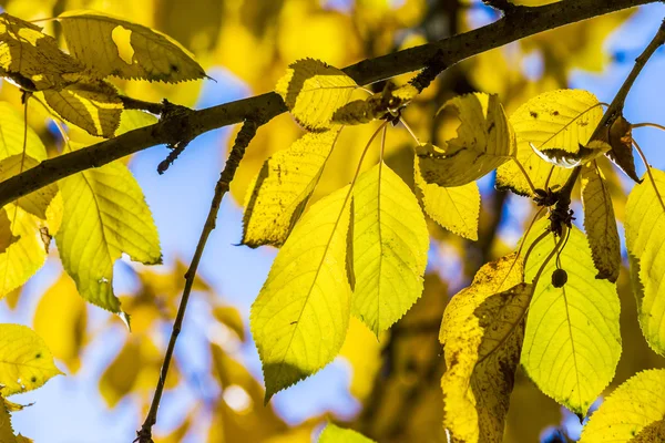 Cherry tree leaves under blue sky in harmonic autumn colors — Stock Photo, Image