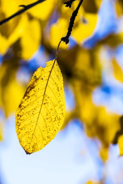 Hojas de cerezo bajo el cielo azul en colores armónicos de otoño — Foto de Stock