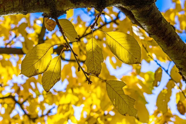 Cherry tree leaves under blue sky in harmonic autumn colors — Stock Photo, Image