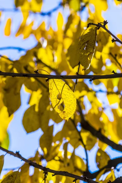 Harmonik sonbahar renkleri mavi gökyüzü altında kiraz ağacı yaprakları — Stok fotoğraf