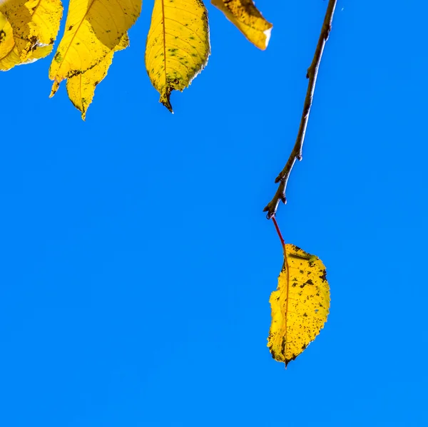 Harmonik sonbahar renkleri mavi gökyüzü altında kiraz ağacı yaprakları — Stok fotoğraf