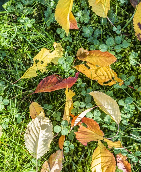 Feuilles de cerisier à l'herbe dans des couleurs d'automne harmoniques — Photo