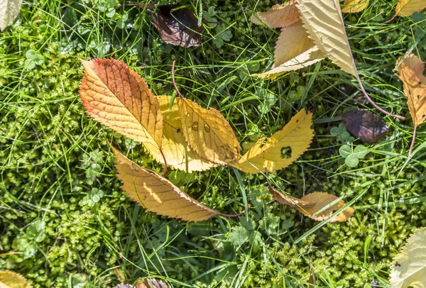 Hojas de cerezo en la hierba en colores armónicos de otoño —  Fotos de Stock