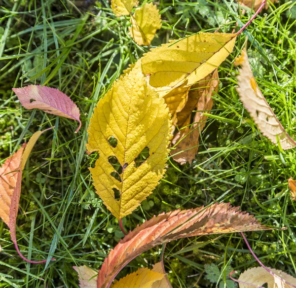 Kirschbaumblätter im Gras in harmonischen Herbstfarben — Stockfoto