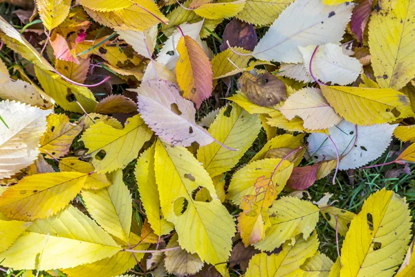 Třešeň listí v trávě v harmonických barvách podzimu — Stock fotografie