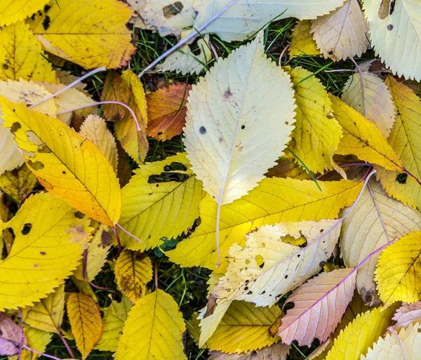 Kersenboom bladeren op het gras in harmonische herfst kleuren — Stockfoto