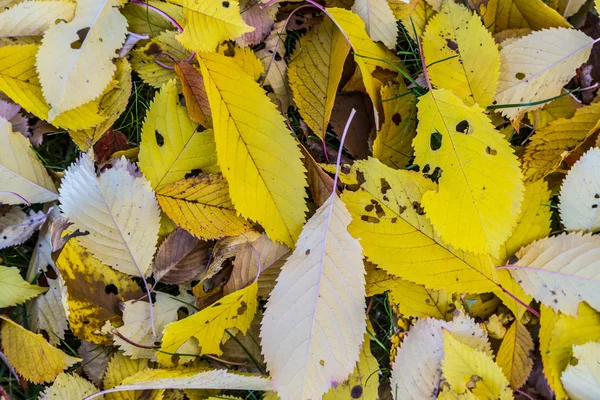 Kersenboom bladeren op het gras in harmonische herfst kleuren — Stockfoto