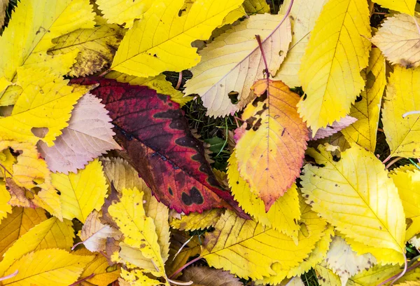 Hojas de cerezo en la hierba en colores armónicos de otoño — Foto de Stock