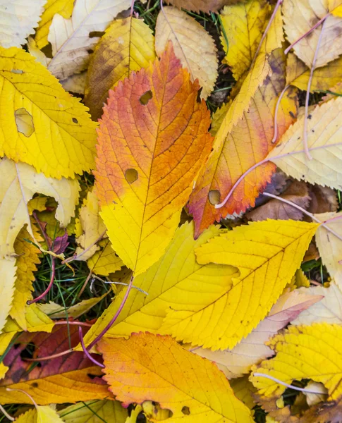 Harmonik sonbahar renkleri çimenlerde, kiraz ağacı yaprakları — Stok fotoğraf