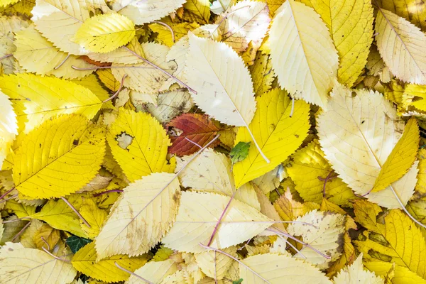 Třešeň listí v trávě v harmonických barvách podzimu — Stock fotografie