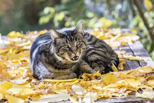 Cat enjoys the warm light in autumn on a leave bed — Stock Photo, Image