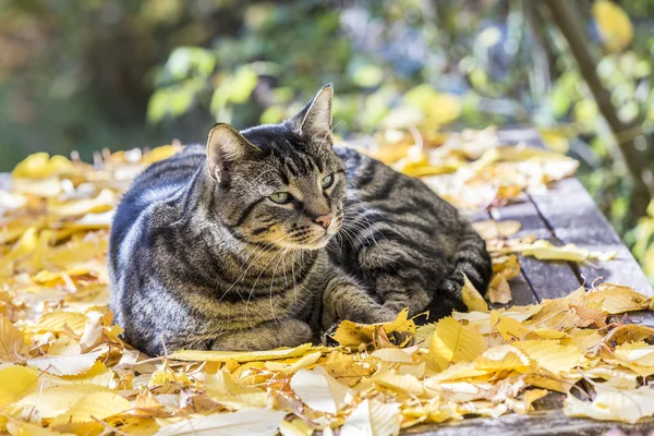 Katt liker varmt lys på høstferie på permisjon – stockfoto