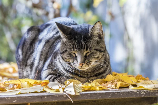 Gato disfruta de la luz cálida en otoño en una cama de permiso — Foto de Stock