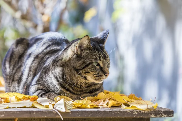 Kedi bir bırak yatakta sonbaharda ılık ışık sahiptir — Stok fotoğraf