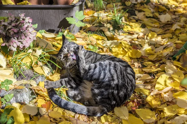 Gato disfruta de la luz cálida en otoño en una cama de permiso —  Fotos de Stock
