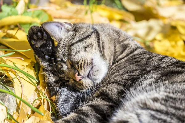 Cat enjoys the warm light in autumn on a leave bed — Stock Photo, Image