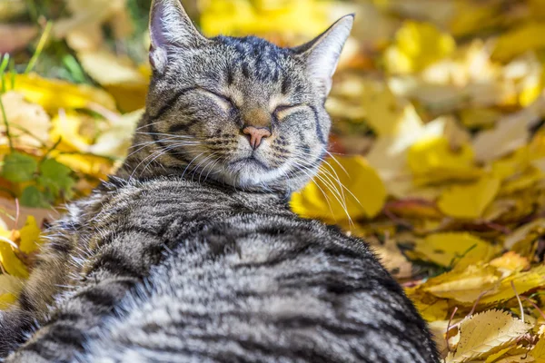 Cat enjoys the warm light in autumn on a leave bed — Stock Photo, Image