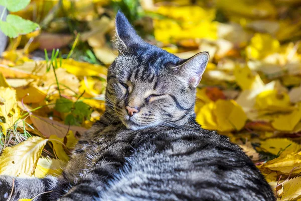 Gato disfruta de la luz cálida en otoño en una cama de permiso — Foto de Stock