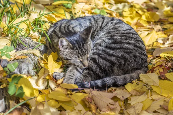 Gato disfruta de la luz cálida en otoño en una cama de permiso —  Fotos de Stock