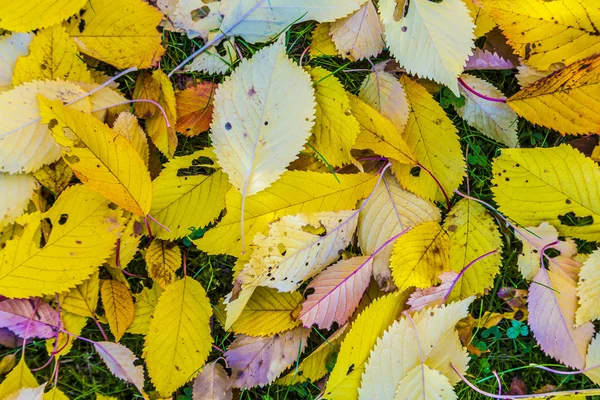 Kirschbaumblätter im Gras in harmonischen Herbstfarben — Stockfoto