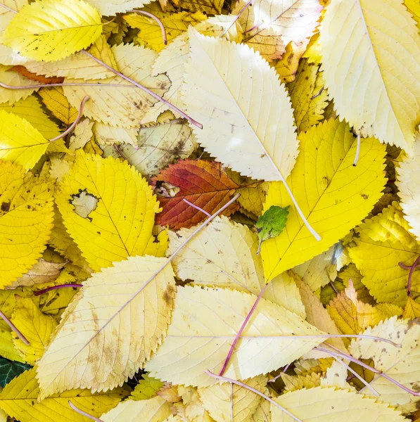 Harmonik sonbahar renkleri çimenlerde, kiraz ağacı yaprakları — Stok fotoğraf