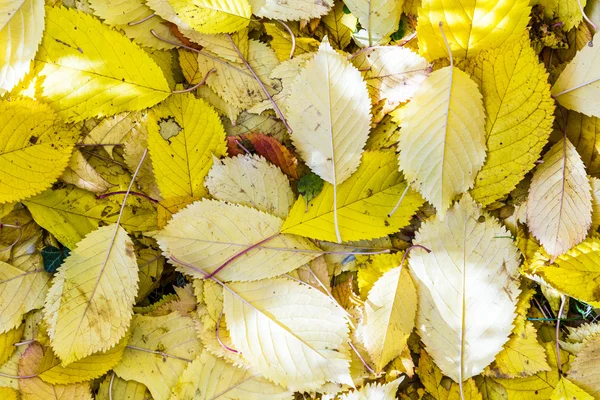 Hojas de cerezo en la hierba en colores armónicos de otoño —  Fotos de Stock