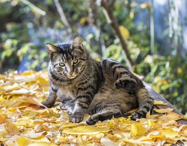 Gato disfruta de la luz cálida en otoño en una cama de permiso — Foto de Stock