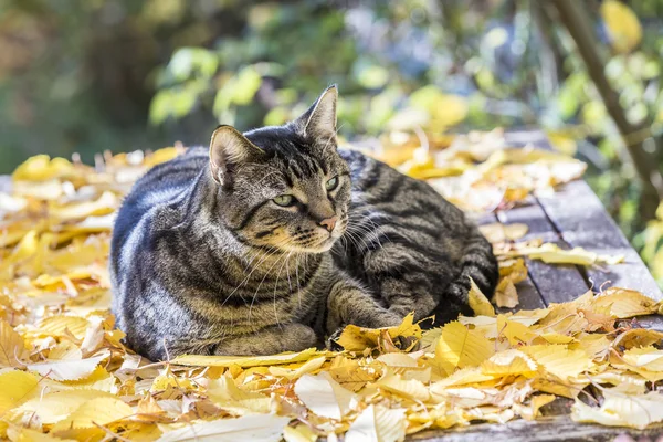 Gato disfruta de la luz cálida en otoño en una cama de permiso — Foto de Stock