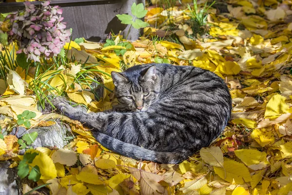 Il gatto gode la luce calda in autunno su un letto di congedo — Foto Stock