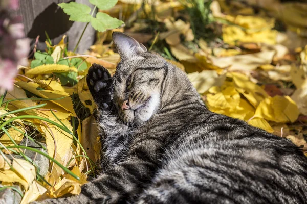 Gato disfruta de la luz cálida en otoño en una cama de permiso — Foto de Stock