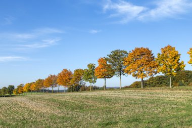 Salonu, alanları ve orman ile panoramik manzara