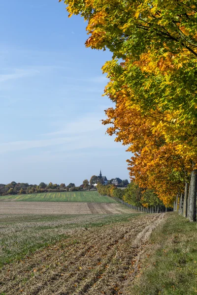 Panoramautsikt över landskapet med alley, åkrar och skog — Stockfoto