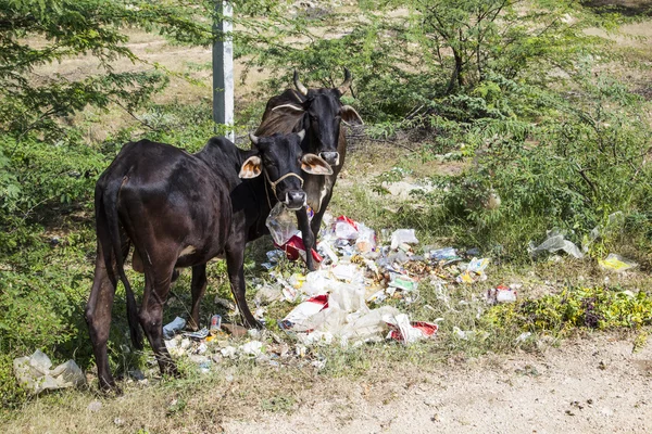 Indické krávy v plastových nosítek pro potraviny — Stock fotografie