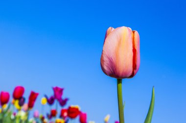 kare işalan ile çiçeklenme renkli Lale
