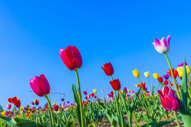 kare işalan ile çiçeklenme renkli Lale