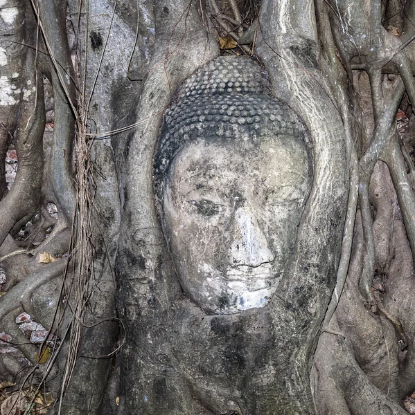 Boeddha's hoofd in Mahathat tempel — Stockfoto