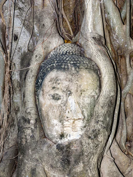 Budas cabeça em Mahathat templo é coberto por raízes de uma árvore — Fotografia de Stock