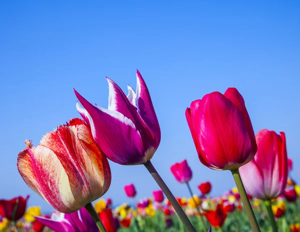 Feld mit blühenden bunten Tulpen — Stockfoto