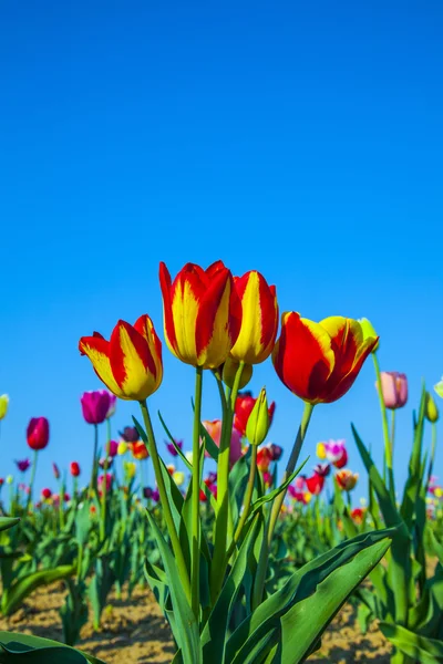 Pole s kvetoucí barevné tulipány — Stock fotografie