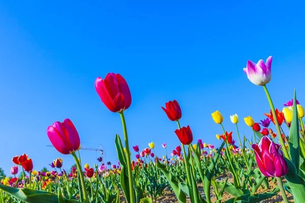 Pole s kvetoucí barevné tulipány — Stock fotografie