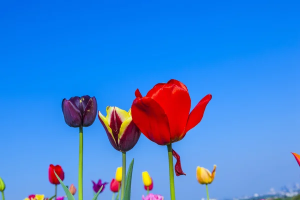 Pole s kvetoucí barevné tulipány — Stock fotografie