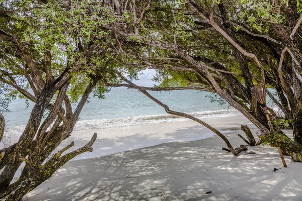 Tropischer Strand in Thailand mit Bäumen — Stockfoto