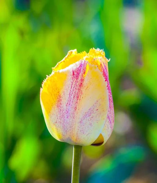 Campo de primavera con tulipanes de colores florecientes —  Fotos de Stock